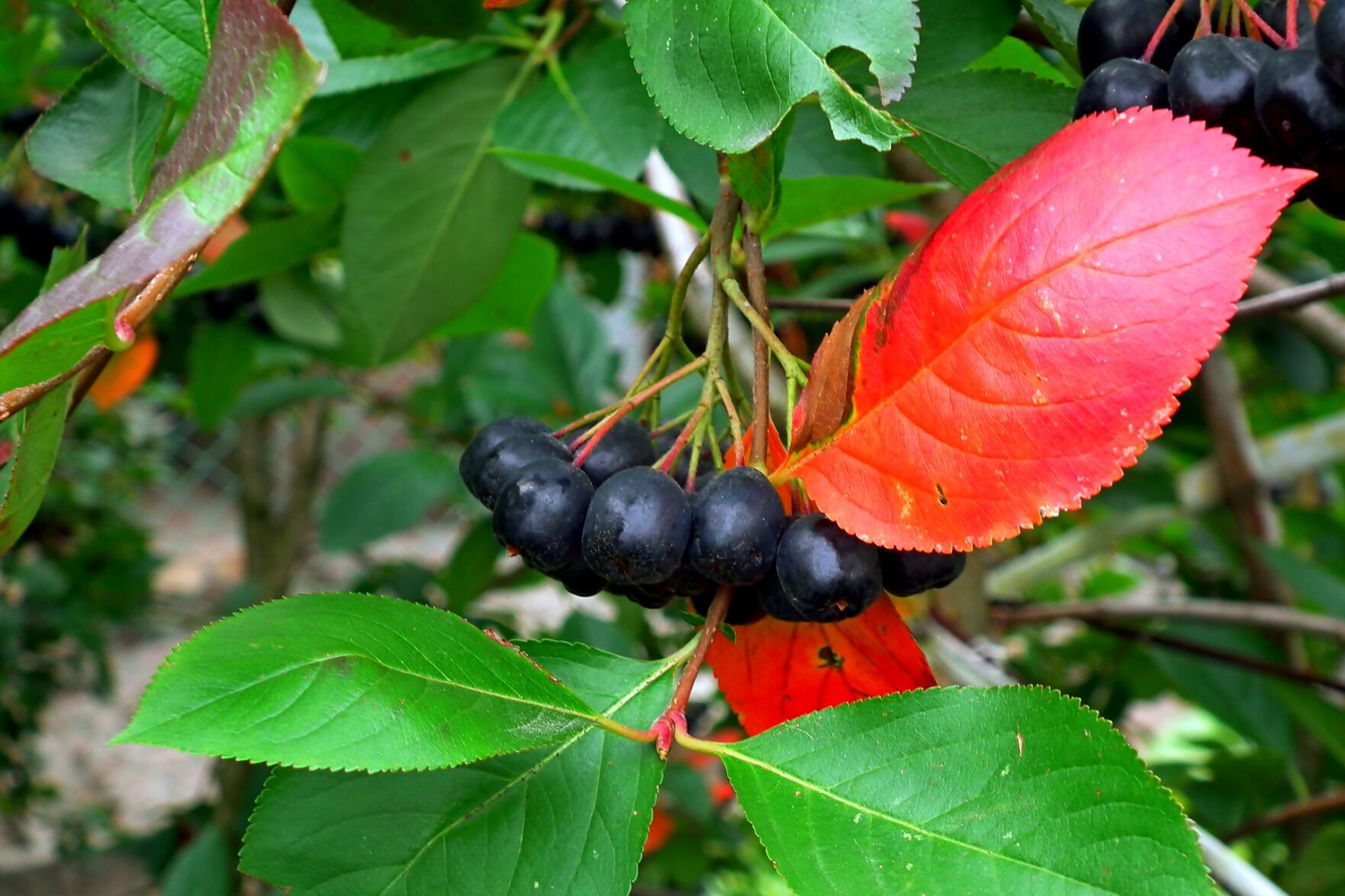 Chokeberry